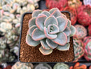 Pachyveria 'Orpet' 3" Cluster Succulent Plant