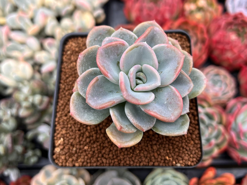 orpet succulent Pachyveria 'Orpet' 3