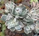 Echeveria 'Berkeley Light' Variegated 5"-6" Large Cluster Succulent Plant