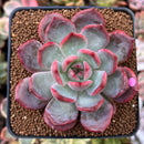 Echeveria 'Glam Pink' 2"-3" Succulent Plant