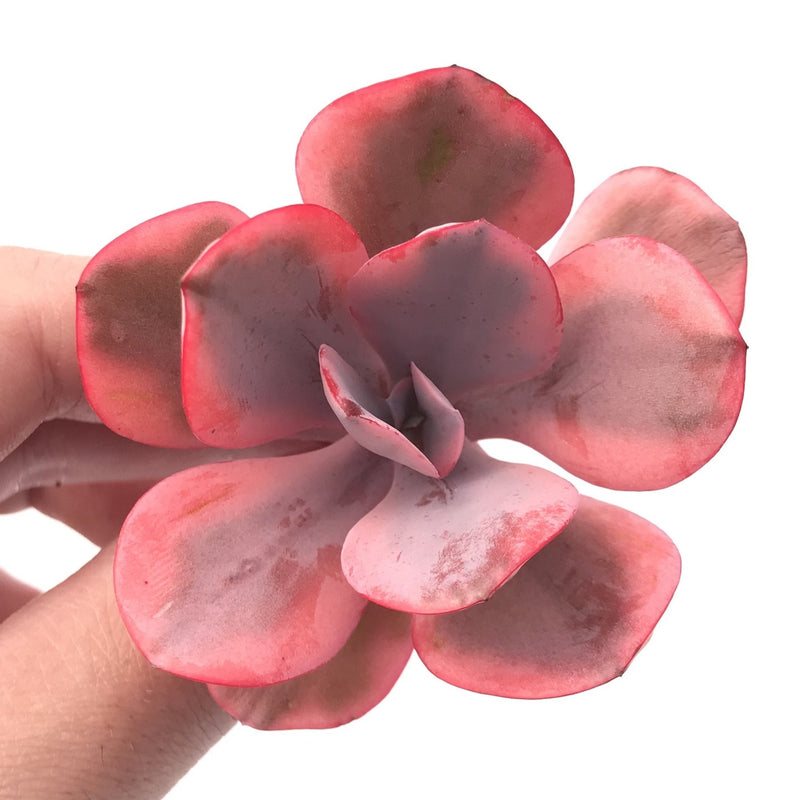 Echeveria ‘Angel Wing’ Variegated 3” Rare Succulent Plant