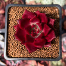 Echeveria Agavoides 'Luming' 2" Succulent Plant