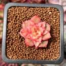 Echeveria 'Tesla' 1" Succulent Plant