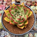 Echeveria Agavaoides 'Ebony' Hybrid 3" Succulent Plant