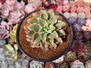 Echeveria 'Yamatoren' 4" Succulent Plant