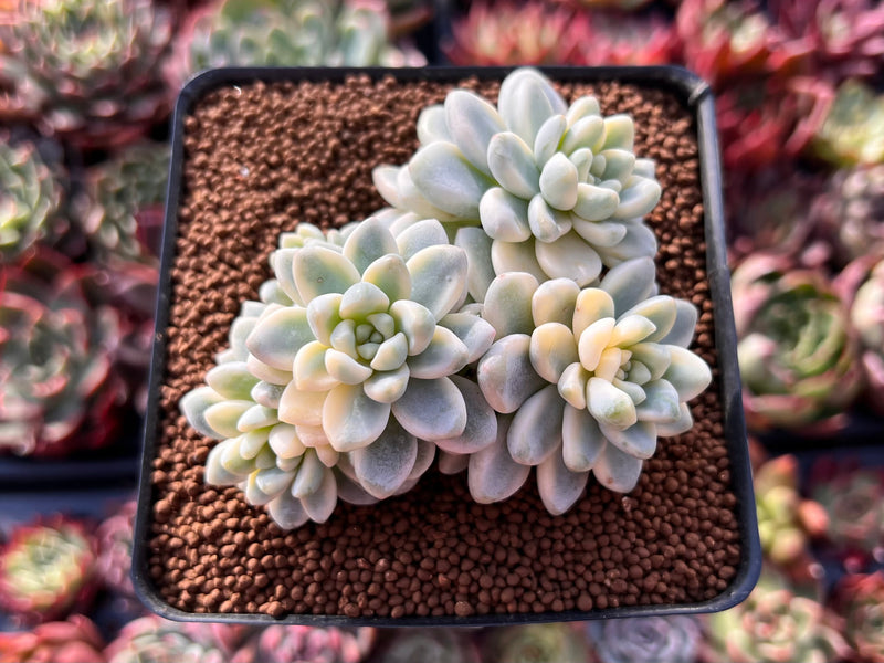 white sedum succulent Sedum 'Clavatum' Variegated 2"-3" Cluster Succulent Plant