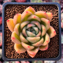 Echeveria Agavoides 'Timo' 2" Succulent Plant
