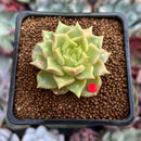 Echeveria 'Tesla' 1" Succulent Plant