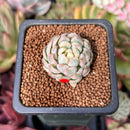 Echeveria 'Mebina' Variegated 1" Succulent Plant