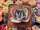 Echeveria 'Flying Cloud' Variegated 2" Succulent Plant