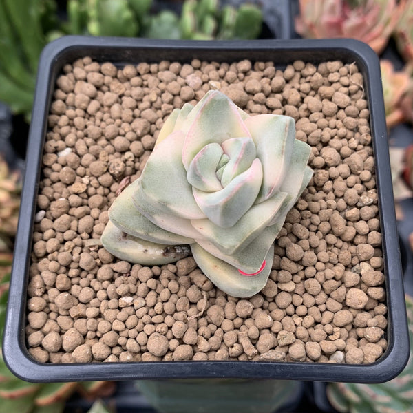 graptoveria moonglow succulent Crassula 'Moonglow' Variegated 1