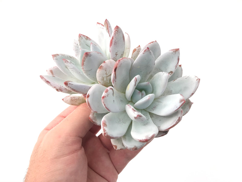 Echeveria 'Ivory' Double Headed Cluster 4"-5" Powdery Succulent Plant