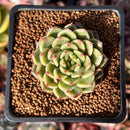 Echeveria Hybrid sp. 1" Succulent Plant