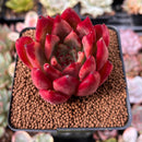 Echeveria Agavoides 'Hongsi' 3" Succulent Plant