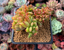 Echeveria Agavoides 'Elkhorn' Crested Cluster 3" Succulent Plant