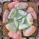 Echeveria 'Hearts Delight' 3" Succulent Plant