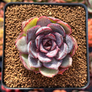 Echeveria 'Mirine' 1"-2" Succulent Plant