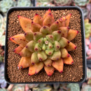 Echeveria Agavoides 'Shaikh' 2"-3" Succulent Plant