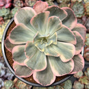 Echeveria 'Secunda' Variegated 4" Succulent Plant