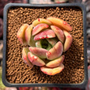 Echeveria 'Green Puff' 2" New Hybrid Succulent Plant