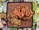 Echeveria Agavoides 'Ebony' Crested 4" Succulent Plant