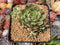 Echeveria 'Olivia' Variegated Cluster 3"-4" Succulent Plant