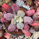 Echeveria 'Linguas' 4" Succulent Plant