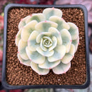 Echeveria 'Compton Carousel' 2" Succulent Plant