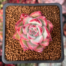 Echeveria 'Ratam' 1" Succulent Plant