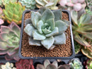 Echeveria 'German Champaign' 2" Succulent Plant