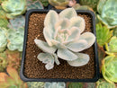 Echeveria Runyonii Variegated (Aka Echeveria 'Akaihosi' Variegated) 2" Succulent Plant