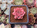 Echeveria 'Sarahime' Hybrid 1" New Hybrid Succulent Plant