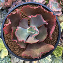 Echeveria 'Crinoline' 3"-4" Succulent Plant
