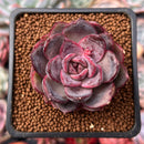 Echeveria 'Mirine' 1"-2" Succulent Plant