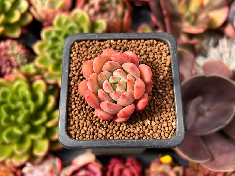 single succulent plants Echeveria 'Scarletta' 1" Succulent Plant