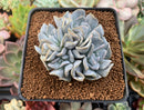 Echeveria 'Exotic' 2"-3" Cluster Succulent Plant
