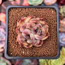 Echeveria Agavoides sp. 1"-2" Succulent Plant