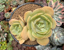 Echeveria 'Drawing' 4" Cluster Succulent Plant