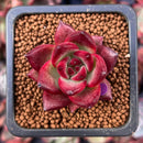 Echeveria Agavoides 'Pentera' 1" Small Succulent Plant