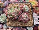 Echeveria 'Snow Elian' 3" Cluster Succulent Plant