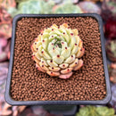 Echeveria 'Zaragoza' 1" Succulent Plant
