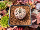 Echeveria 'Rumpil' 1" Small Succulent Plant