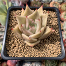 Echeveria Agavoides 'Lily One' 2" Succulent Plant