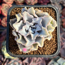 Echeveria 'Crispate Beauty' 2" Succulent Plant