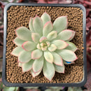 Echeveria 'Mebina' Variegated 2" Succulent Plant
