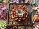 Echeveria 'Hwanhee' 1"-2" New 'Shani' Hybrid Succulent Plant