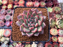 Echeveria Agavoides 'McTory' 2"-3" Succulent Plant