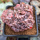 Echeveria 'Florence' Crested 2"-3" Succulent Plant