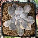 Quetzalcoatlia 'Pentandra Superba' Variegated 2" Succulent Plant (Formerly Graptopetalum 'Pentandrum Superbum' Variegated)