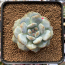 Echeveria 'Orange Monroe' 2" Succulent Plant